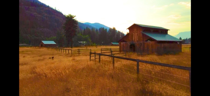 Panoramic view of the farm at golden hour with barns, fences, fields and a dog