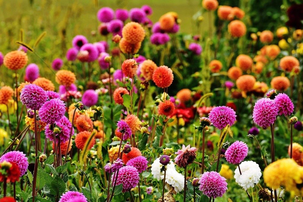 A vibrant field of mixed dahlias and cut flowers in full bloom