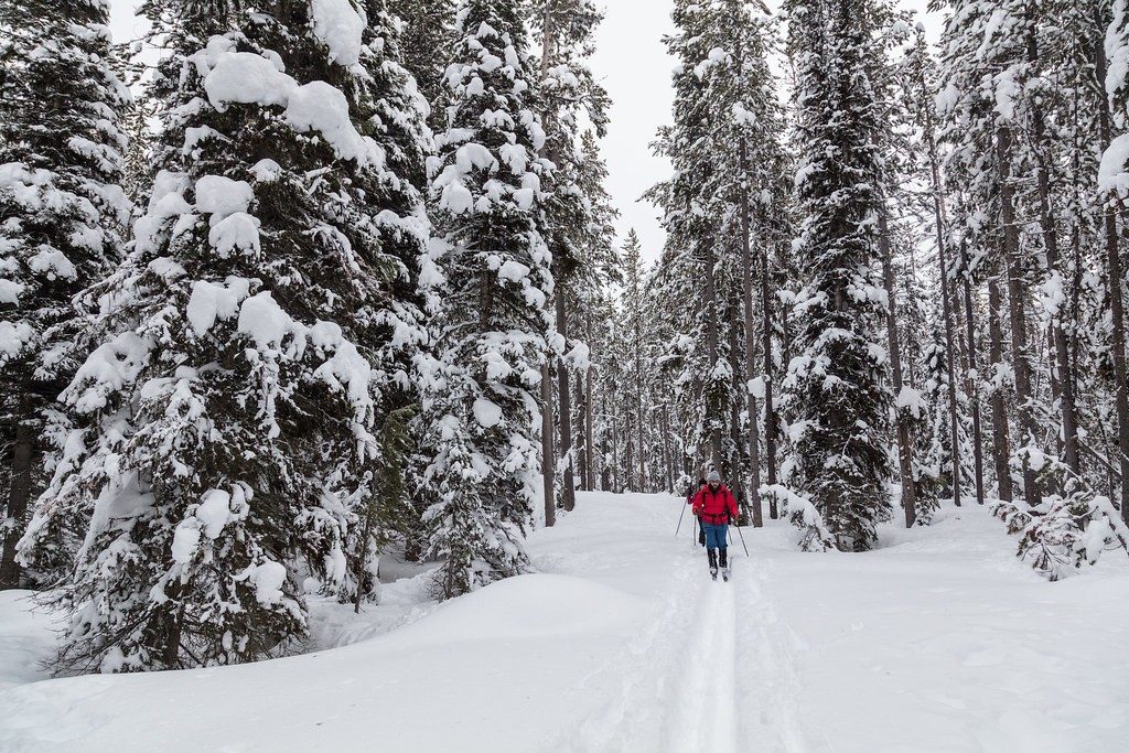 A skier gliding along a groomed track lined with snow-laden pines